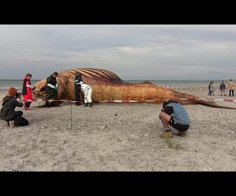 Replay Mort de Timmy : l'autopsie de la baleine échouée doit éclaircir les causes