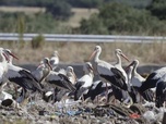 Replay Quand passent les oiseaux - Natura Europa