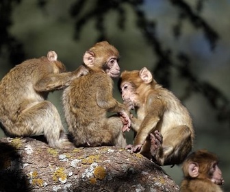 Replay Macaques - Dynasties animales