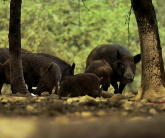 Replay Enquête exclusive - Sur la trace des nouveaux braconniers