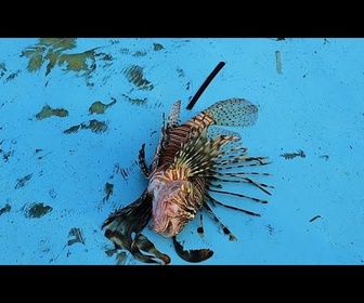 Replay Poisson-lion : l'envahisseur qui détruit la Méditerranée est devenu un mets de choix à Chypre