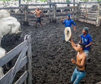 Replay Avec les jaguars et les caïmans du Pantanal - Aventures brésiliennes