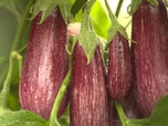 Replay Le goût du détail - Aubergine