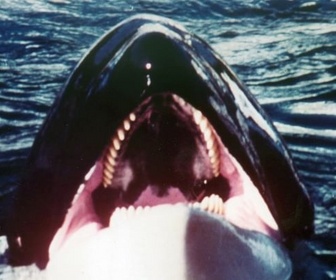 Replay Orca