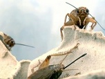 Replay Les insectes, nourriture de demain ? - GEO Reportage