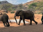 Replay Nos programmes en UHD - Kenya - Gardiennes des éléphants