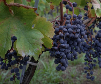 Replay Élément Terre, le reportage - Ces algues qui pourraient remplacer les pesticides dans le vin