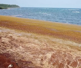 Replay C pas si loin - Antilles : l'invasion de sargasses continue