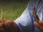 Replay ARTE Reportage - Thailande : des insectes contre la faim (2011)