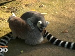Replay Une saison au zoo - S13 E6