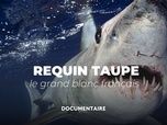 Replay La France en vrai - L'énigme du requin taupe