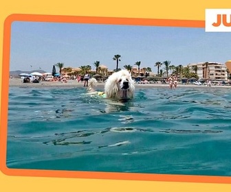Replay Un caniche-sauveteur en mer - ARTE Journal Junior du vendredi