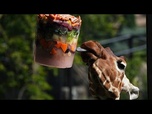 Replay Canicule à Rome : friandises glacées et bassins rafraîchis pour les animaux du zoo