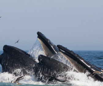 Replay Élément Terre - Les baleines, des alliées pour le climat à protéger