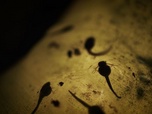Replay Les étranges aventures des amphibiens - Ils eurent beaucoup, beaucoup, beaucoup d'enfants