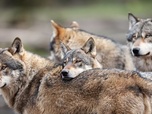 Replay 28 minutes - Le loup : un animal à abattre ou à protéger ?