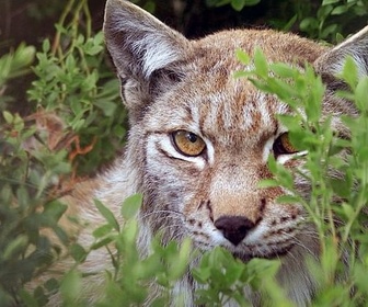 Replay Le lynx - Les animaux sauvages d'Europe