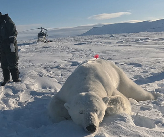 Replay Focus - Svalbard : les ours polaires de l'Arctique sous observation face à la fonte de la banquise