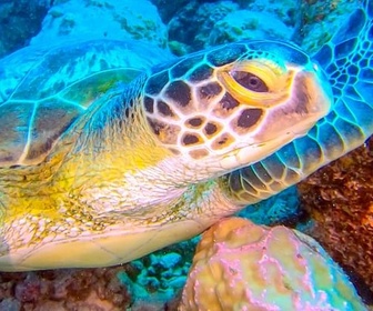 Replay Île Maurice, Océan Indien - Des îles d'enfer !