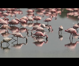 Replay Des flamants roses affluent en lagune de Venise grâce à un projet européen