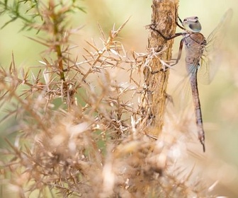 Replay Une cohabitation au fil de l'eau - Libellules, salamandres et vipères