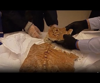 Replay La France restitue à la Mongolie des fossiles de dinosaures datant de 70 millions d'années