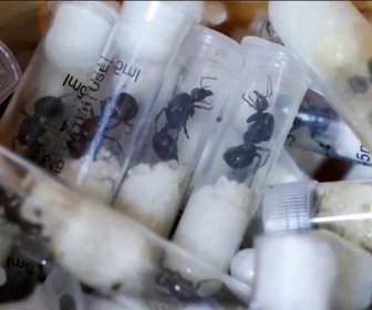 Replay Élément Terre, le reportage - Le trafic mondial d'insectes, nouveau business en plein essor