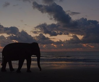 Replay À regarder en famille - L'énigme des éléphants d'Andaman