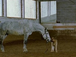Replay Rex, chien flic - Le cheval qui valait des millions