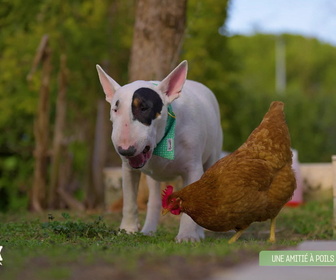 Replay L'hebdo des animaux - S1E12 - Episode 12