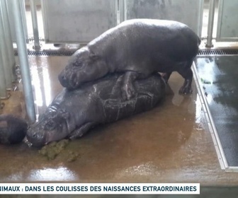 Replay Un jour, un doc - Animaux : dans les coulisses des naissances extraordinaires (1/2)