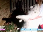 Replay Le grand bêtisier des animaux - Émission 2