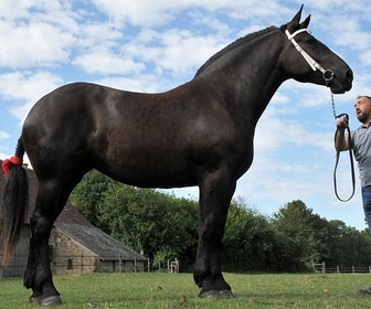 Replay Percheron, le retour du cheval de trait - GEO Reportage