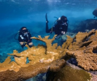 Replay Des solutions pour la sauvegarde des mers - Bonnes nouvelles de la planète