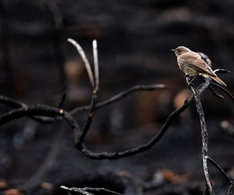 Replay 28 minutes - Après l'été des catastrophes : quelle résilience pour la nature ?