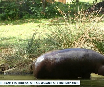 Replay Un jour, un doc week-end - Zoo : dans les coulisses des naissances extraordinaires (1/2)