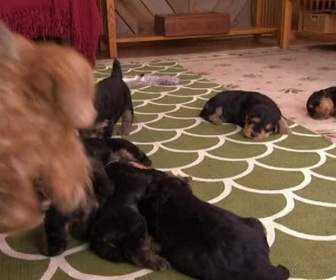 Replay Too cute (Trop mignon) - Airedales Papillons et St Bernard