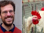 Replay Recycler nos excréments / La consommation de poulet - 28 minutes