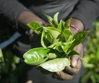 Replay Focus - Sur les traces du thé sri lankais, des collines verdoyantes aux tasses du monde