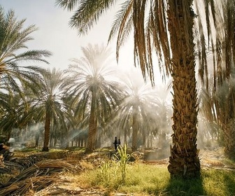 Replay Tunisie - Une oasis dans un grain de sable