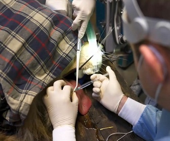 Replay Le lion Tajo chez le dentiste : le traitement