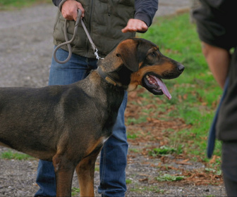 Replay Chiens et chats sans collier - Nouveaux départs
