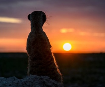 Replay Suricates - Dynasties animales