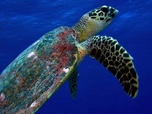 Replay L'oasis de corail des Tuamotu