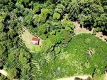 Replay ARTE Journal - Déforestation au Honduras : le pari de l'Union européenne