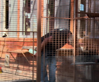 Replay Hell's cat : mon chat est un cauchemar - S8E12 - Chat à l'isolement