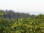 Replay Terroirs d'Europe - Le houblon du Hallertau en Allemagne