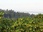Replay Terroirs d'Europe