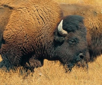 Replay Grand Canyon, un héritage à préserver - Merveilles de la nature