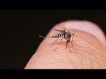 Replay La nouvelle normalité : les maladies transmises par les moustiques atteignent des niveaux...